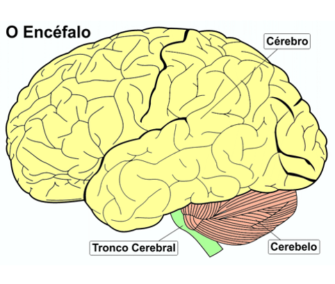 A Neurologia